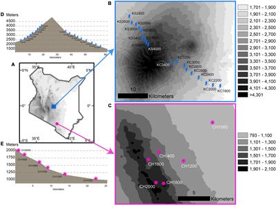 Patterns and Predictors of Small Mammal Phylogenetic and Functional Diversity in Contrasting Elevational Gradients in Kenya